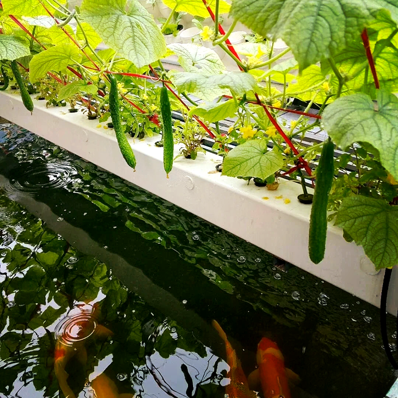 襄阳市水培设备鱼菜共生 - 排名